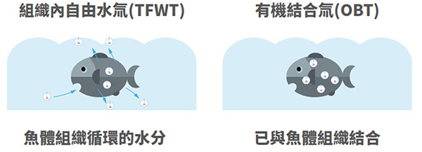 生物體中的氚有兩種圖